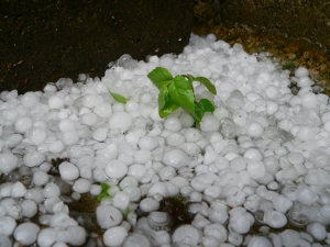 Hail and windstorm affects five villages in Kakheti