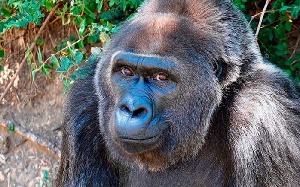 At 63, the oldest living western lowland gorilla in a zoo has died