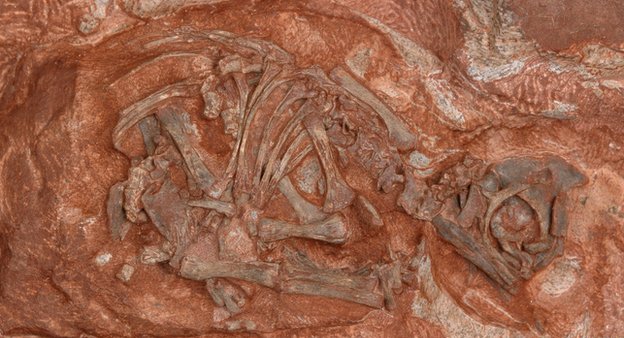 Oldest dinosaur nest site found