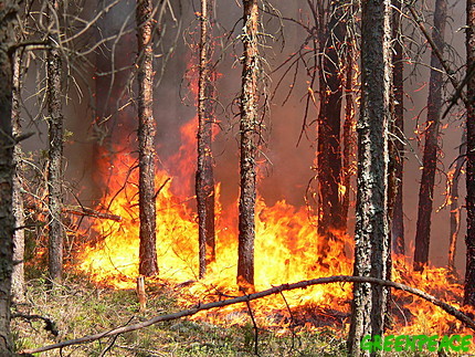 80 % of Fire is localized in Borjomi Gorge