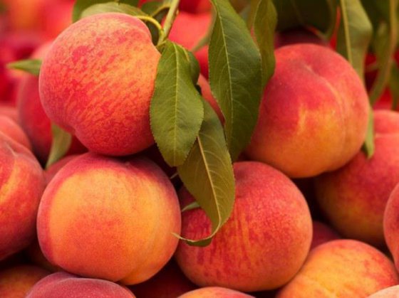 Russia banned import of Georgian peaches 