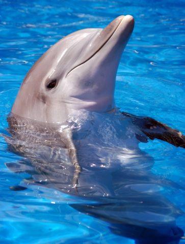 Dolphinarium to be opened in Batumi
