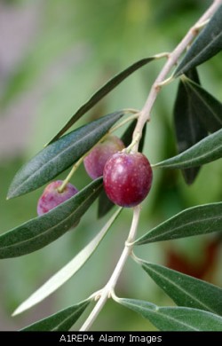 In Georgia olive groves to be planted