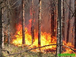 Woodland on fire in Oni district